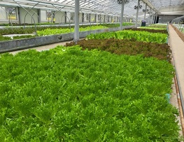 서유채농장-친환경채소