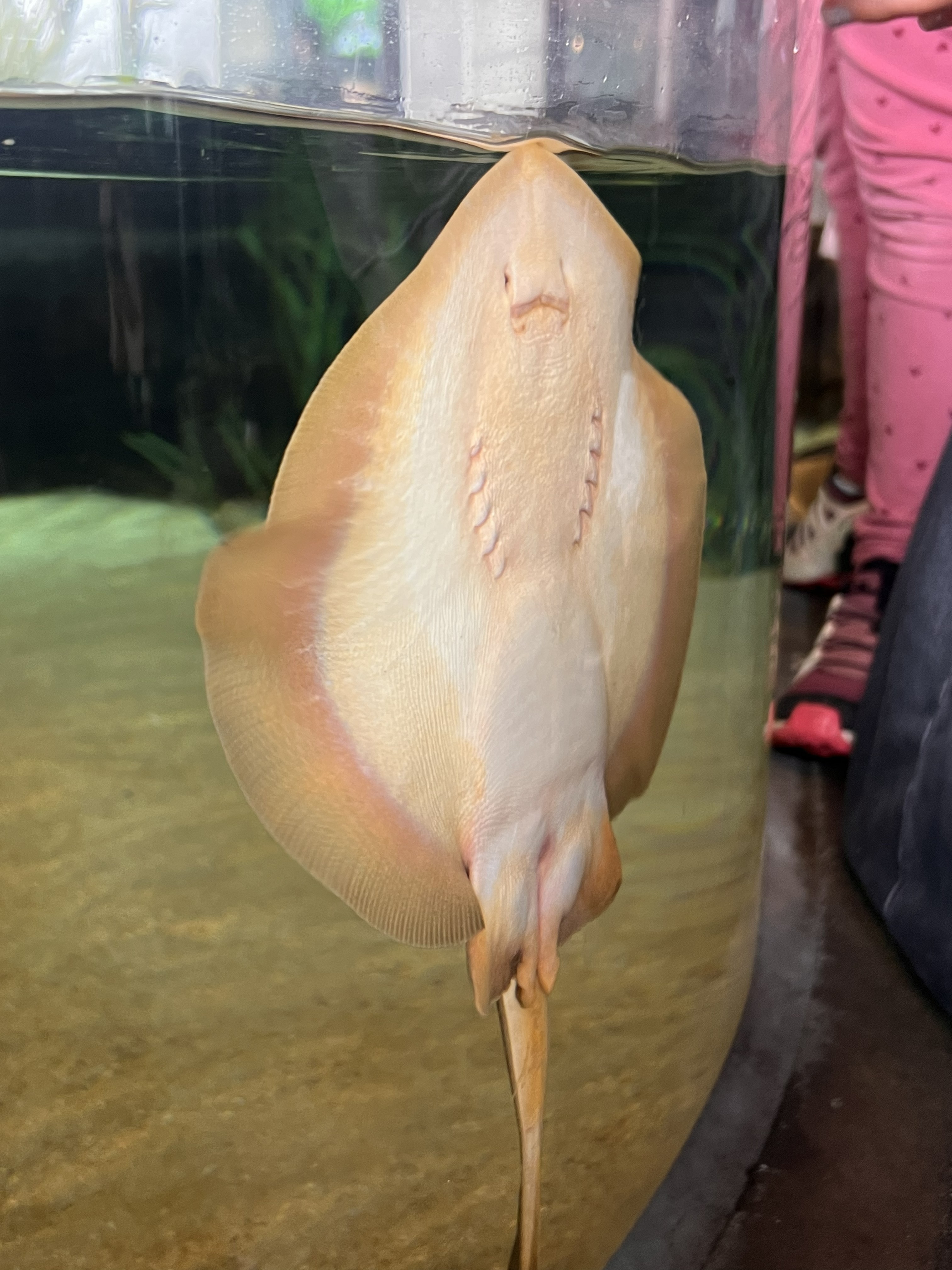 가오리 새끼