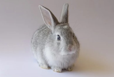 2026년 범띠 신년운세 무료 확인