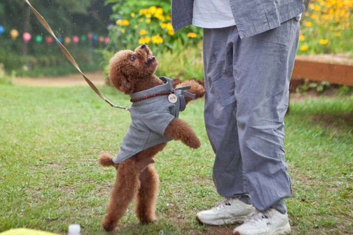 사찰복을 입은 강아지와 주인이 함께 노는 장면