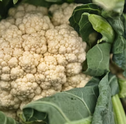 콜리플라워 효능 성분 먹는방법 부작용 고르는법
