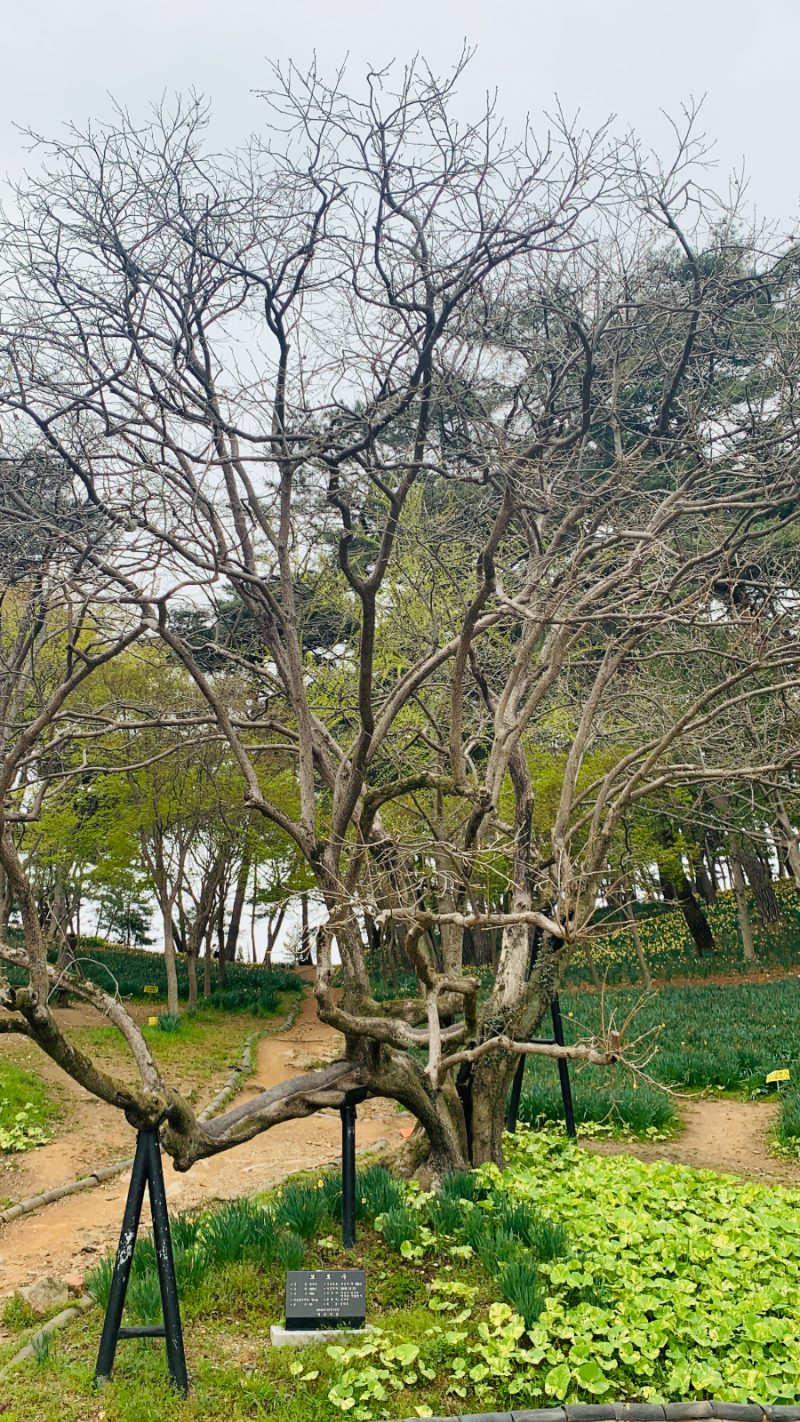 유기방 가옥내 고목