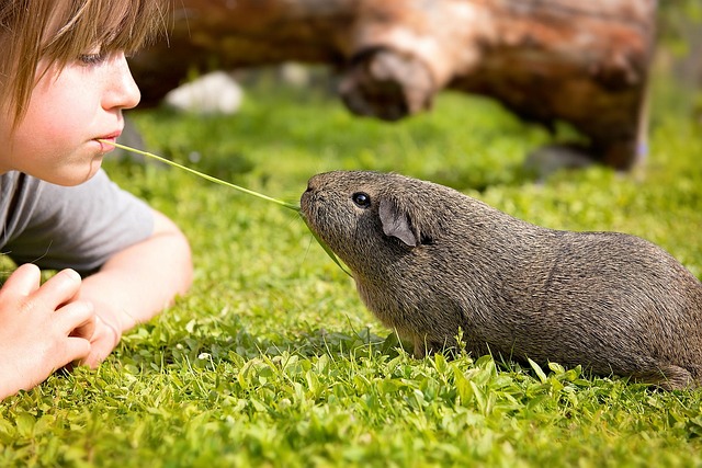 🐹 기니피그 가을철 건강 관리 가이드