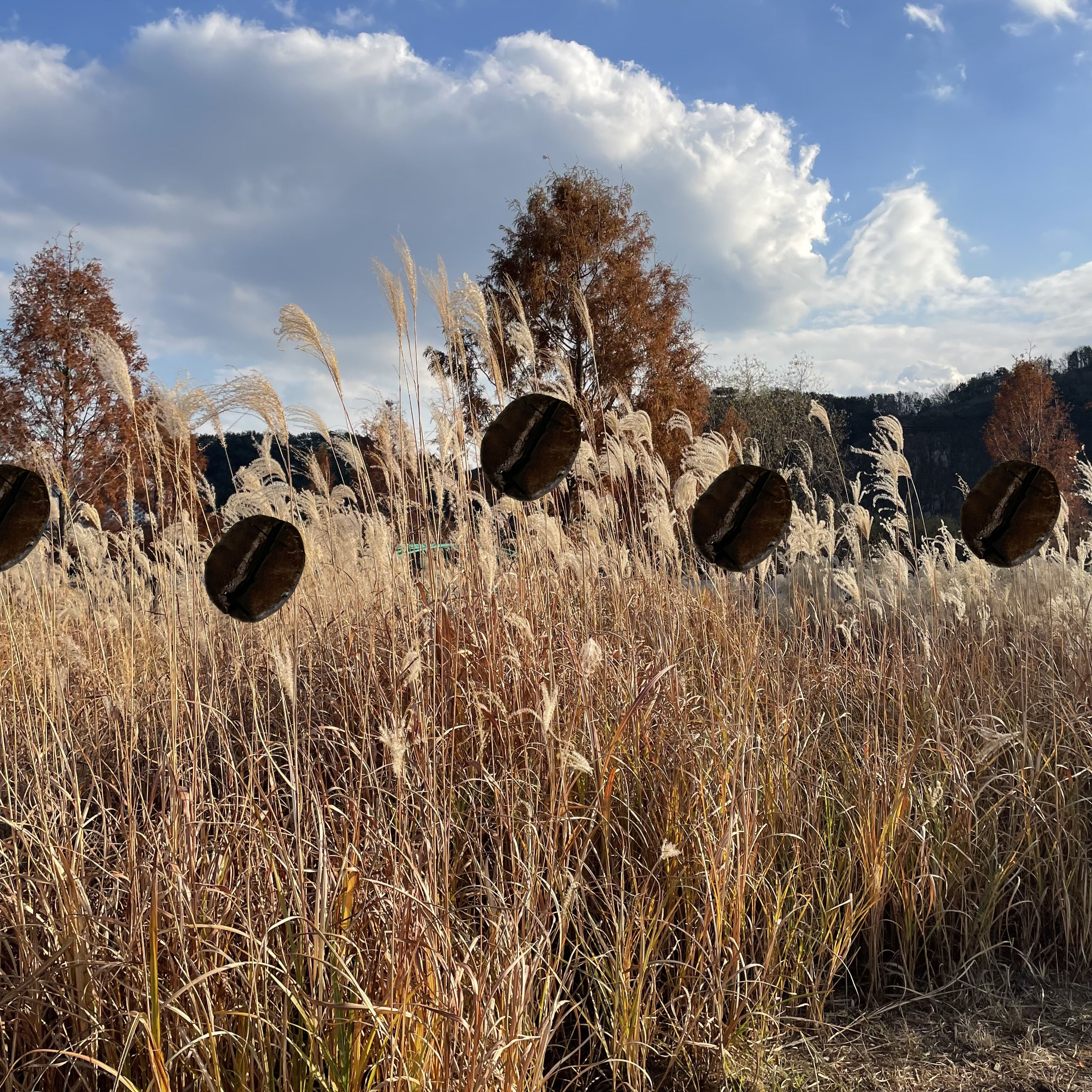 커피 재배와 수확 방법