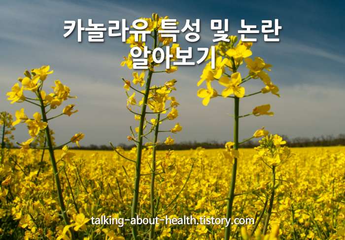 카놀라유 특성 및 논란
