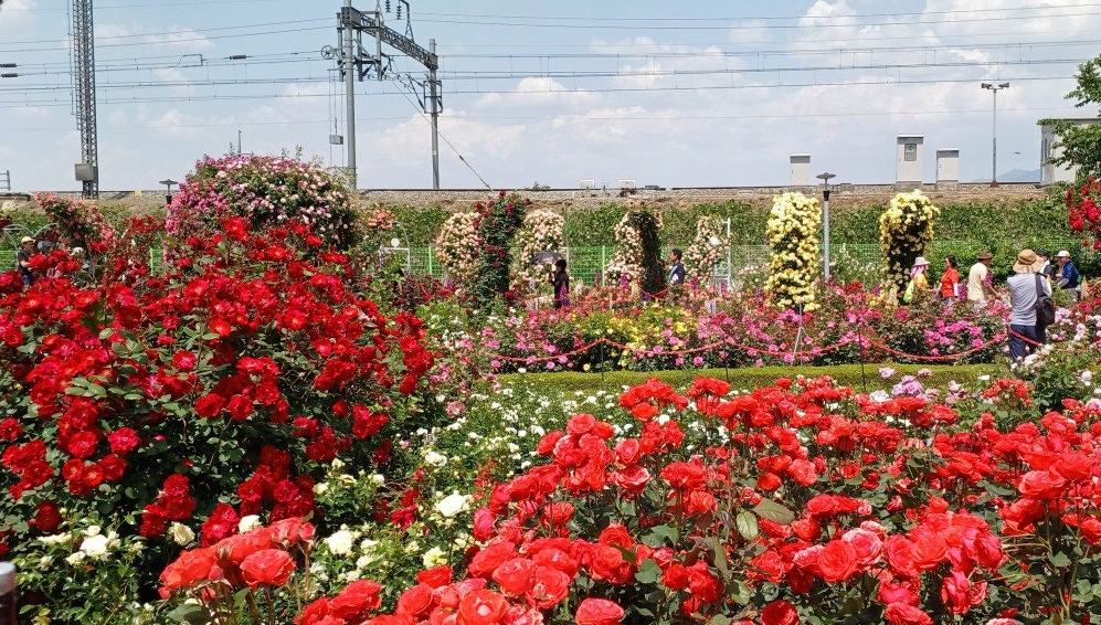 곡성 세계장미축제