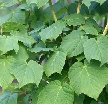 천연 보약 벌나무 효능, 부작용, 복용법, 끓여먹는법, 술담그는방법