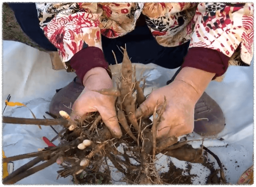 작약 뿌리 나누기