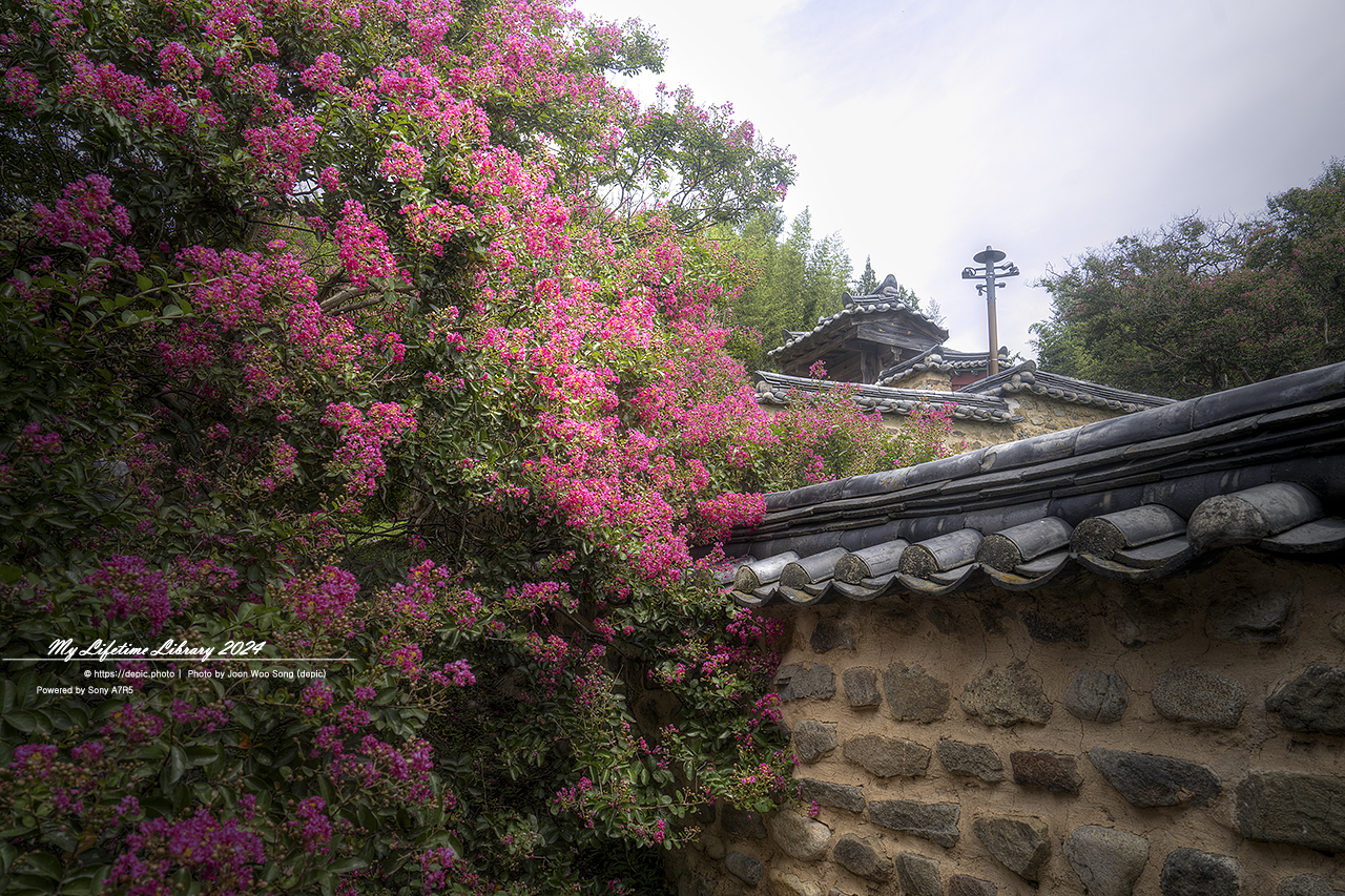대구 정자 하목정 배롱꽃