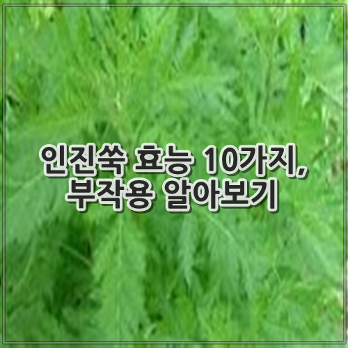인진쑥 효능 10가지, 부작용 알아보기