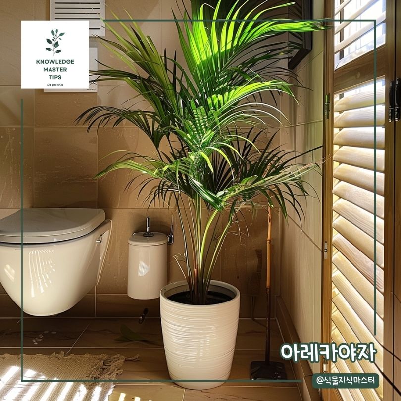 화장실에 두기 좋은 식물 - 아레카야자