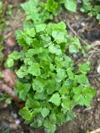 참나물 재배 반그늘 키우기 물 관리 잎 수확_33