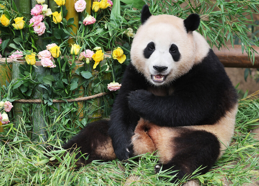 신한은행 푸바오 적금 챌린지 