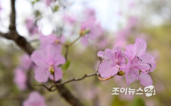 북한산에 핀 진달래가 봄 기운을 느끼게 하고 있다. [사진=조이뉴스24 포토DB]