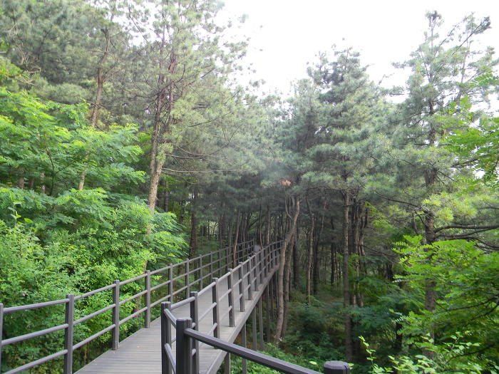 안산 잣나무숲길