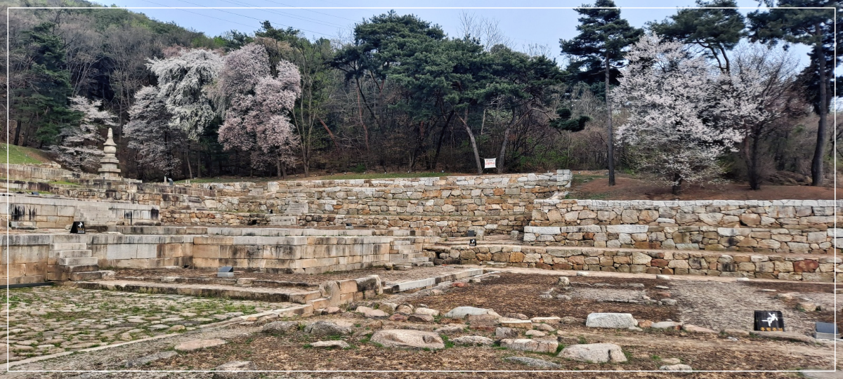 회암사지-부도탑-벚꽃