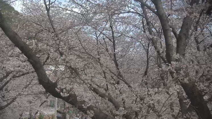 하동 벚꽃 CCTV