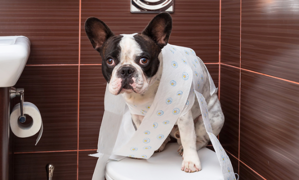 강아지 배변 훈련