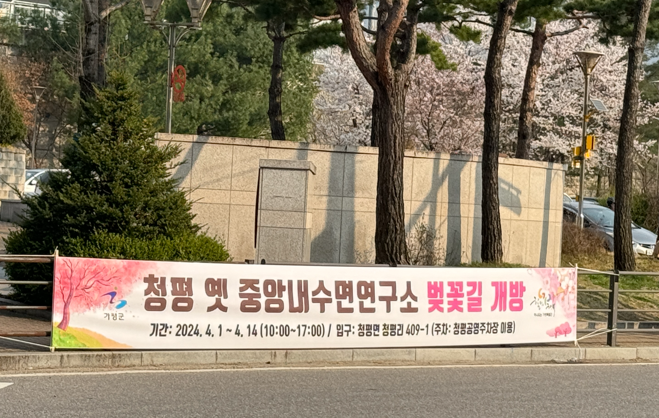 청평 벚꽃축제