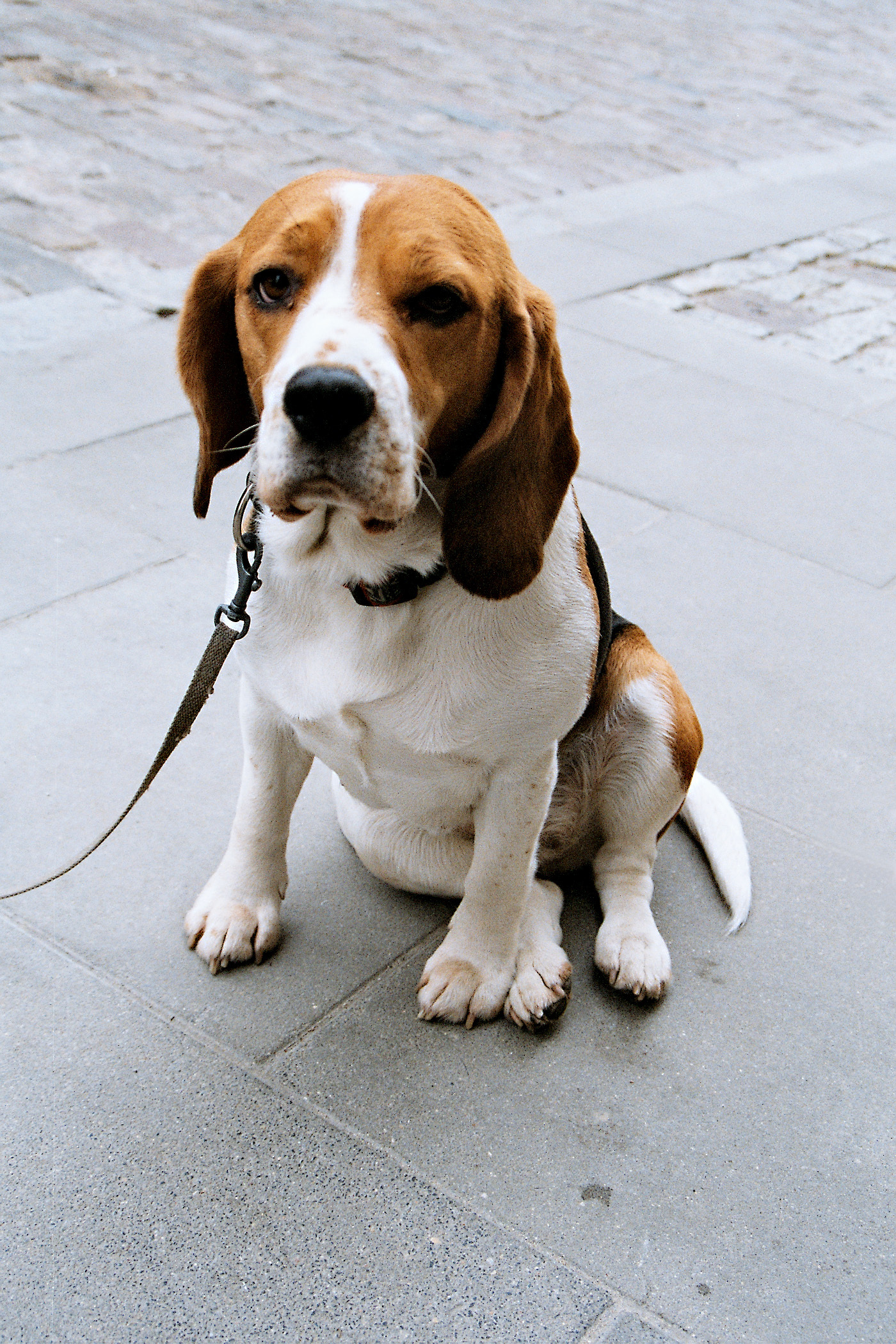 강아지 산책줄 관련 사진