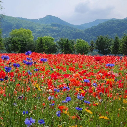 가평 75번 국도 + 자라섬