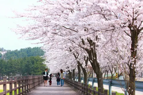 울진 불영사 벚꽃길