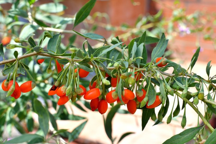 구기자 효능, 부작용, 먹는방법 알아보기