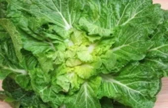 봄동 재배 파종시기 노지 월동 보온 피복 웃거름 타이밍_9