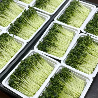 새싹무 재배 씨앗 소독 얇게 파종 통풍 관리_5