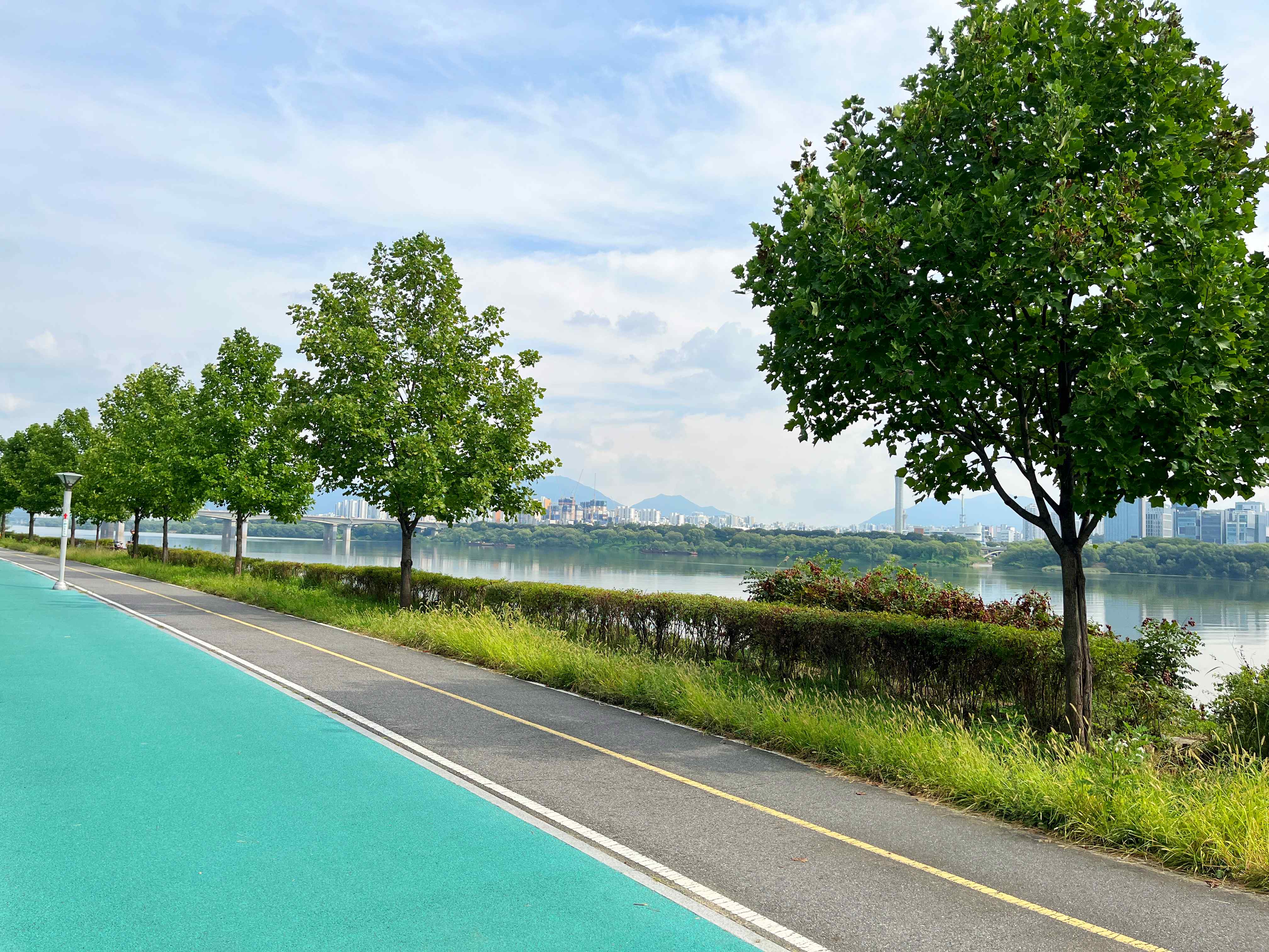 구리시민공원 코스모스