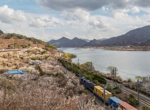 경남 여행지 추천 ❘ 양산 가볼만한 곳 베스트 10. 순매원