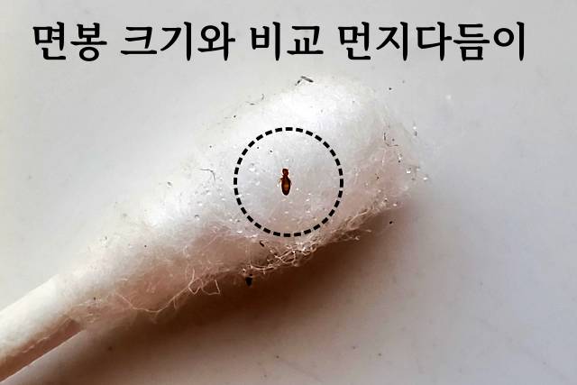 먼지다듬이 퇴치 살충제 먼지다듬이박멸