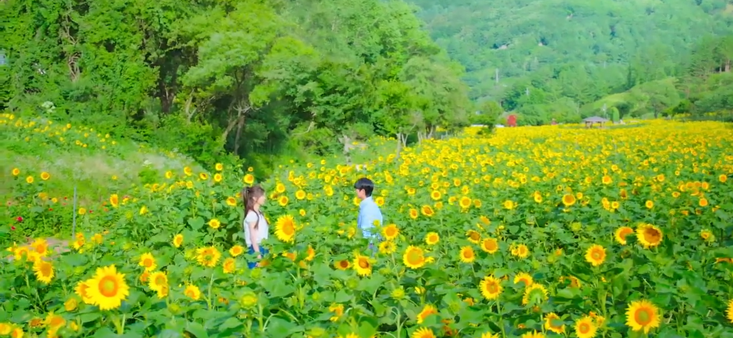 해바라기가 활짝 핀 속에 남여 주인공이 서로를 바라보고 있다