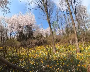 화담숲 예약 봄 수선화 축제_16