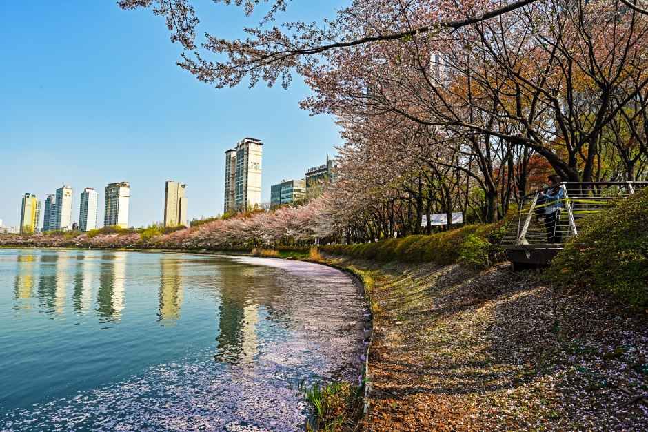석촌호수 벚꽃 축제