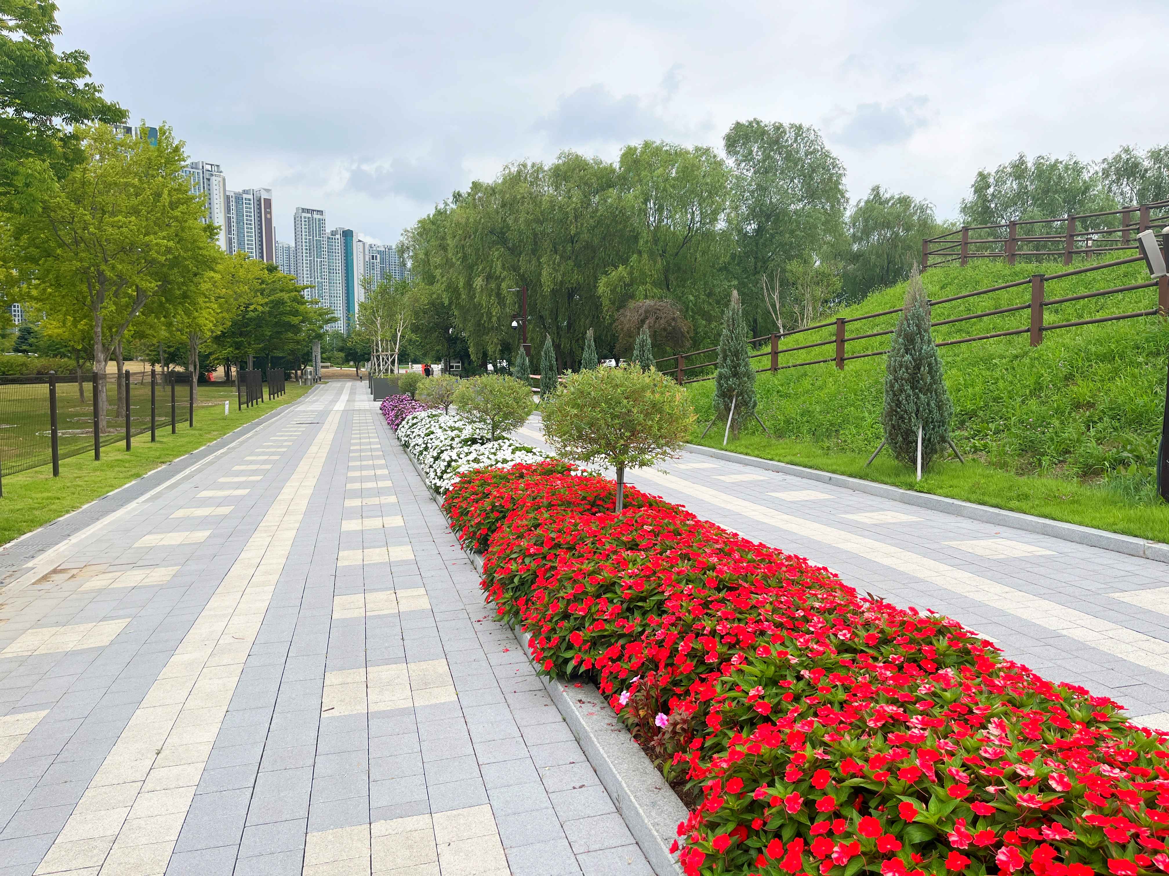 인천 드림파크 야생화단지 버베나