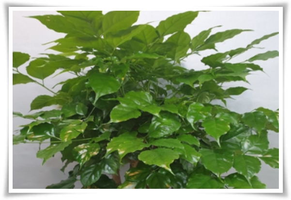 &quot;녹보수 키우기&quot; 집안에 행복과 행운을 불러오는 녹색의 보석 화초!