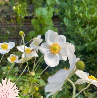 화담숲 가을 단풍축제