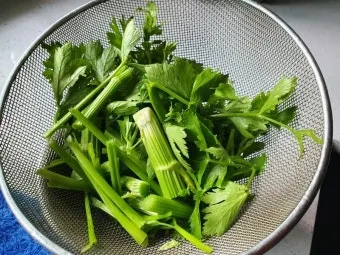 샐러리 재배 모종 심기 재배 거리 수확 연장_3