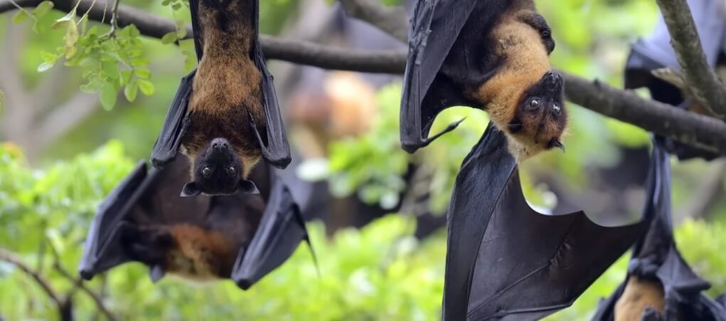 니파 바이러스 치료제