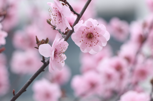 2025 광양 매화축제 기간, 여행정보 꿀팁 정리