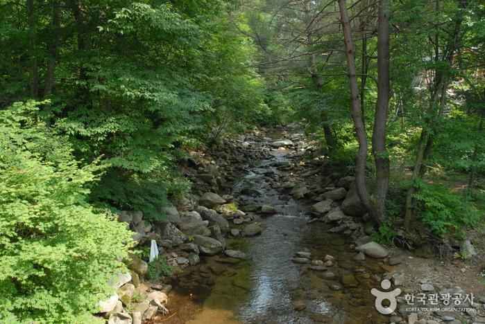 국립청옥산자연휴양림