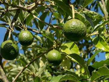 100% 순수 아보카도 오일