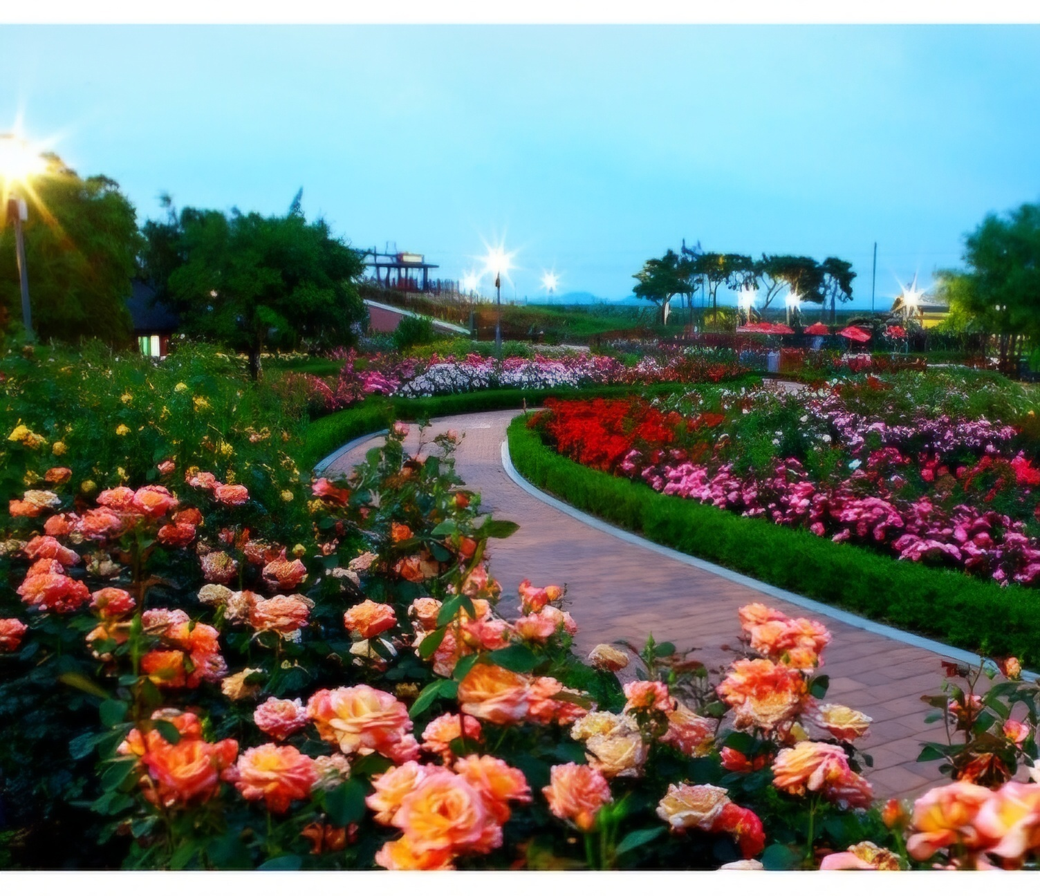 세계장미축제장미공원모습