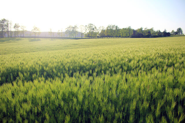 고창 청보리밭 축제