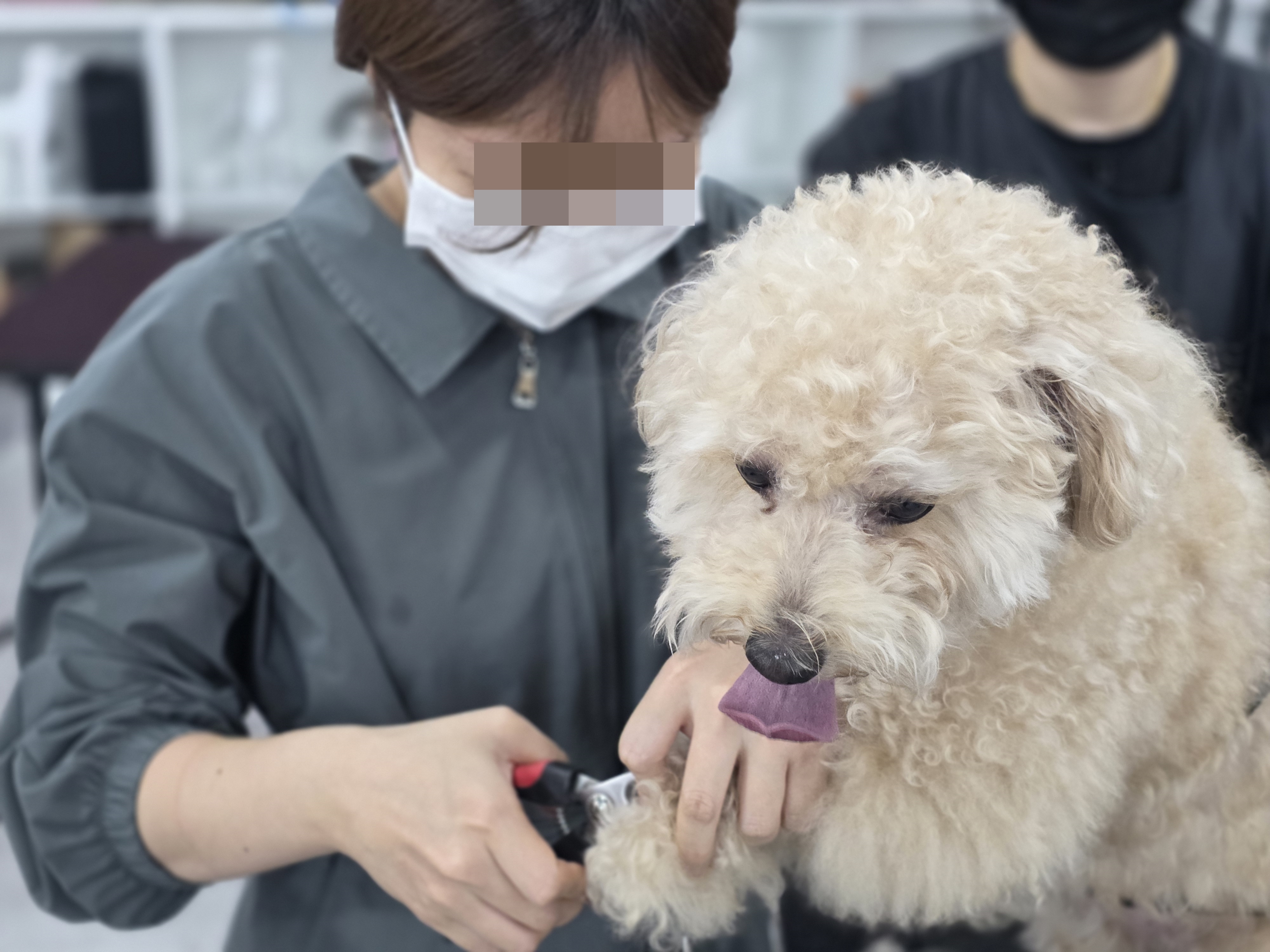구로애견미용학원 비용