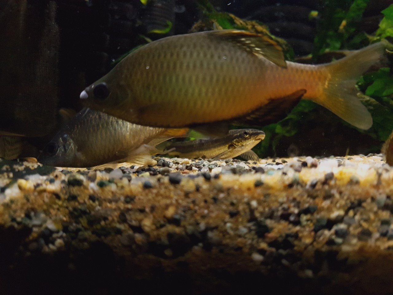 묵납자루, 멸종위기 1급 한국 고유 민물고기|탁란 생태의 신비