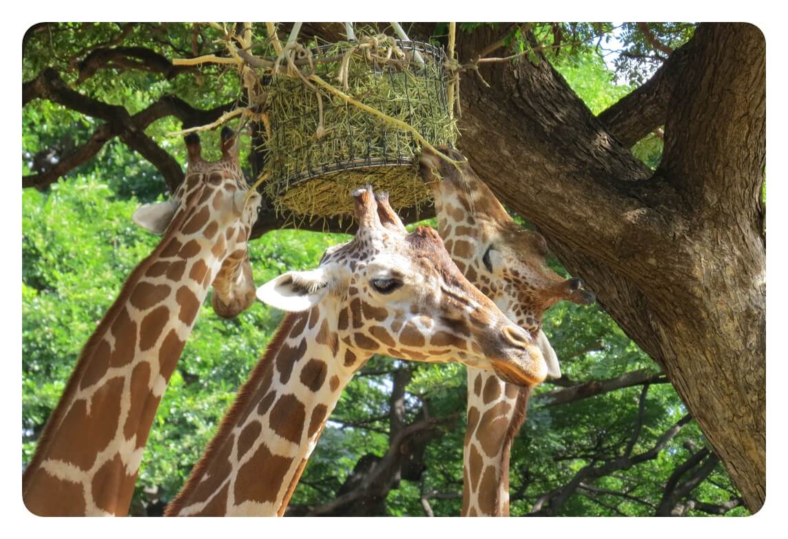 하와이 오아후섬의 호놀룰루 동물원 Honolulu Zoo 내에 있는 기린을 찍은 사진