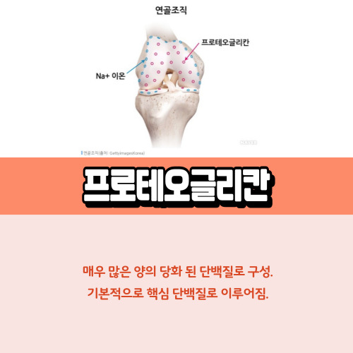 프로테오글리칸