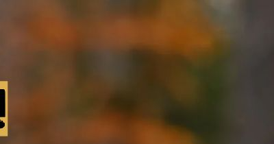 상황버섯 효능 부작용